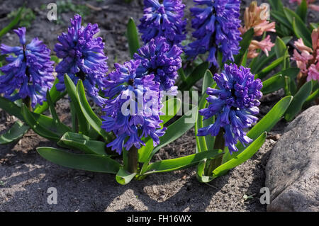 Hyazinthe im Frühling - giacinto fiore in primavera Foto Stock