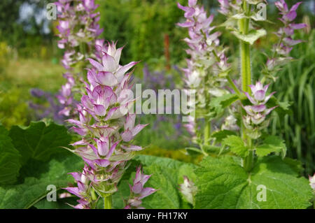 Muskatellersalbei im Garten - salvia sclarea impianto in giardino in estate Foto Stock