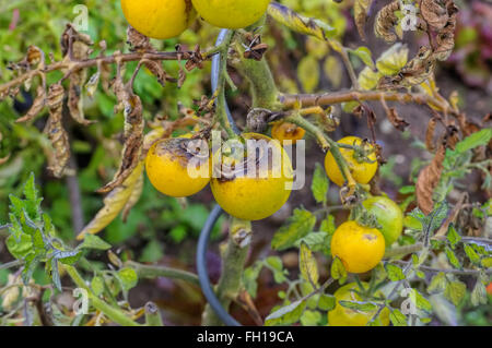 Tomate Braunfaeule im Garten - pomodoro late blight in giardino Foto Stock