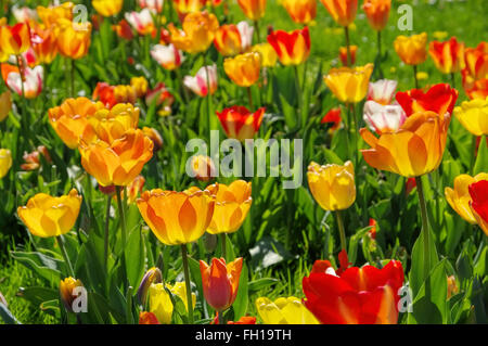 In Tulpenbeet gelb und rot - letto di tulipani in rosso e giallo in primavera Foto Stock