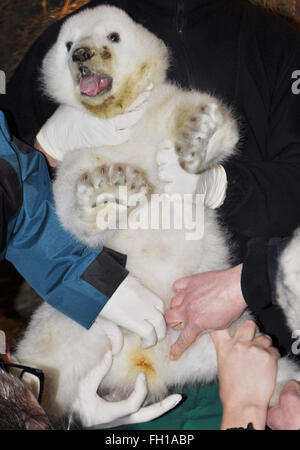 Bremerhaven, Germania, 23 febbraio 2016. Bremerhaven, Germania, 23 febbraio 2016. Una femmina di polar bear cub come lei è in fase di esame in zoo di Bremerhaven, Germania, 23 febbraio 2016. Circa due mesi dopo la sua nascita, il sesso del baby orso polare è stata determinata. Per la prima volta, madre 'Valeska' e della cub sono stati separati per un paio di minuti per condurre l'esame. © Zoo am Meer/dpa picture alliance/Alamy Live News Credito: dpa picture alliance/Alamy Live News Foto Stock