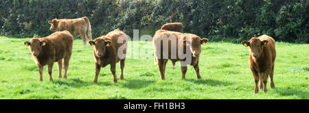 Inglese paese agricolo di scena. South Devon razza di bovini in agriturismo in Cornovaglia. Regno Unito. Foto Stock