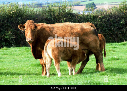 Inglese paese agricolo di scena. South Devon razza di bovini in agriturismo in Cornovaglia. Regno Unito. Alimentazione di vitello da Vacca madre. Foto Stock