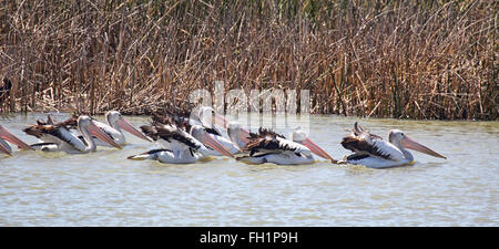 Un gruppo di Australian pellicani (Pelecanus conspicillatus) a caccia di pesci nel Lago Albert in Meningie, Sud Australia, Australi Foto Stock