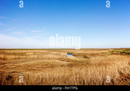 Una vista attraverso il canneto e il fiume a bruciare le saline a Burnham Overy, North Norfolk, Inghilterra, Regno Unito. Foto Stock