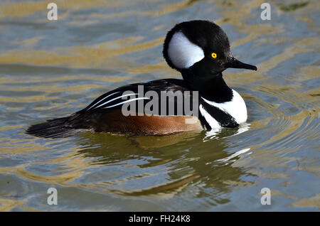 Un drake hooded merganser nuoto sul water REGNO UNITO Foto Stock