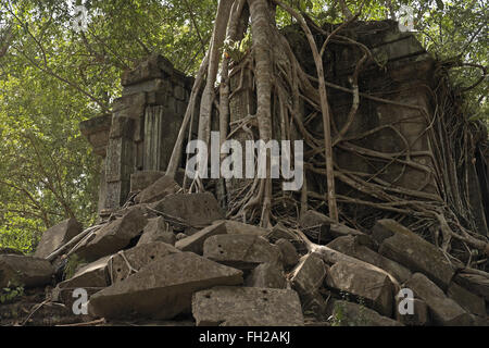 Alberi che crescono sulle rovine della Beng Mealea (o tappo) mealea tempio, Cambogia, in Asia. Foto Stock