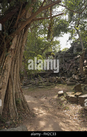 Alberi che crescono sulle rovine della Beng Mealea (o tappo) mealea tempio, Cambogia, in Asia. Foto Stock