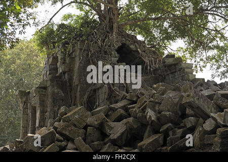 Alberi che crescono sulle rovine della Beng Mealea (o tappo) mealea tempio, Cambogia, asia. Il Beng Mealea (significato Lotus Pond) temp Foto Stock