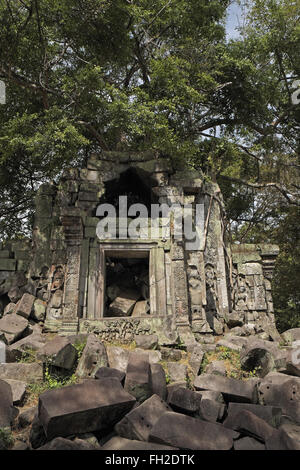 Alberi che crescono sulle rovine della Beng Mealea (o tappo) mealea tempio, Cambogia, in Asia. Foto Stock