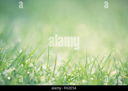 Naturale di erba verde dello sfondo con spazio di copia Foto Stock