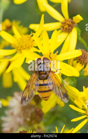 Un grande maschio hoverfly (Volucella inanis) alimentazione su erba tossica Foto Stock