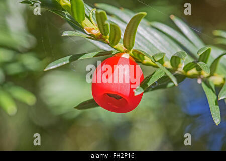 Yew Berry (Taxus baccata) Foto Stock