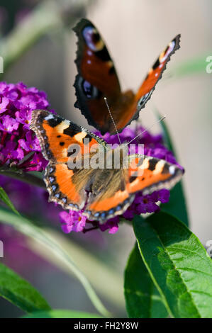 Una grande farfalla pavone e una piccola tartaruga butterfly seduti insieme su un viola scuro / buddleia budleia bush, comunemente noto come una farfalla bush. Foto Stock