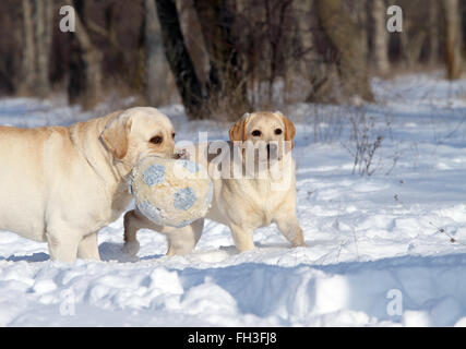 Due felice giallo gatti nella neve in inverno con una sfera Foto Stock