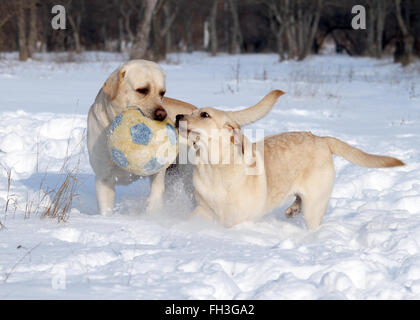 Due gatti giallo nella neve in inverno con una sfera Foto Stock