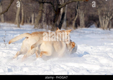 Due gatti giallo nella neve in inverno con una sfera Foto Stock