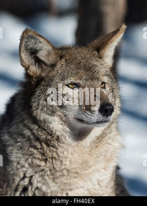 Un Coyote in Minnesota Foto Stock