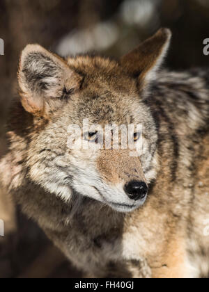 Un Coyote in Minnesota Foto Stock