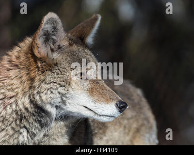 Un Coyote in Minnesota Foto Stock