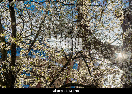 London, UK. 23rd  February, 2016. Spring blossom against a crisp blue sky on Nightingale Lane, Clapham, SW London. © Guy Bell Foto Stock