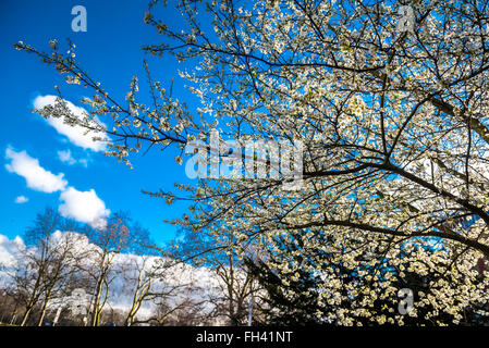 London, UK. 23rd  February, 2016. Spring blossom against a crisp blue sky on Nightingale Lane, Clapham, SW London. © Guy Bell Foto Stock