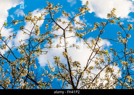 London, UK. 23rd  February, 2016. Spring blossom against a crisp blue sky on Nightingale Lane, Clapham, SW London. © Guy Bell Foto Stock