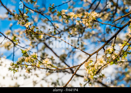 London, UK. 23rd  February, 2016. Spring blossom against a crisp blue sky on Nightingale Lane, Clapham, SW London. © Guy Bell Foto Stock