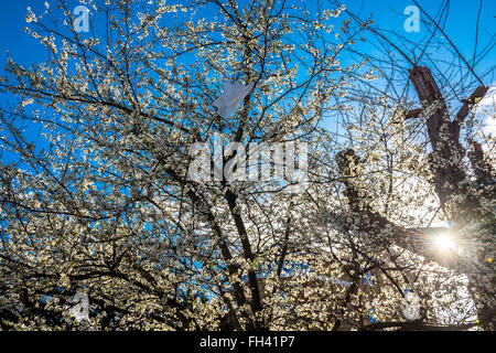 London, UK. 23rd  February, 2016. Spring blossom against a crisp blue sky on Nightingale Lane, Clapham, SW London. © Guy Bell Foto Stock