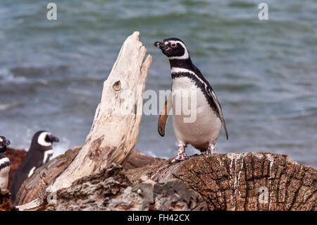 Pinguini di Magellano - Foto scattata al Seno Otway colonia di pinguini vicino a Punta Arenas, Cile. Foto Stock