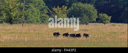 Cinghiale (Sus scrofa) / cinghiale Foto Stock