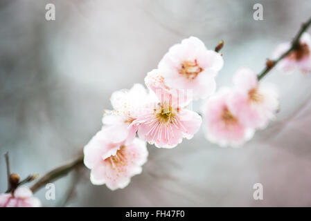 WASHINGTON DC - i fiori di prugna rosa pallida fioriscono su un ramo lungo il bacino delle maree. Questi alberi in prima fioritura aggiungono colore alla zona nel tardo inverno e all'inizio della primavera, spesso prima che i principali fiori di ciliegio Yoshino raggiungano il loro picco. L'immagine mostra una vista ravvicinata dei fiori delicati. Foto Stock