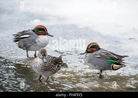 Eurasian alzavole / comune teal (Anas crecca) maschi e femmina sul ghiaccio del laghetto congelato in inverno Foto Stock