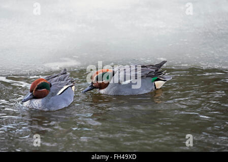 Eurasian alzavole / comune teal (Anas crecca) due maschi nuoto in ghiaccio-foro in stagno in inverno Foto Stock