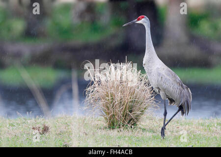 Sandhill gru (Grus canadensis) in piedi nel campo di erba, Florida, Stati Uniti d'America Foto Stock