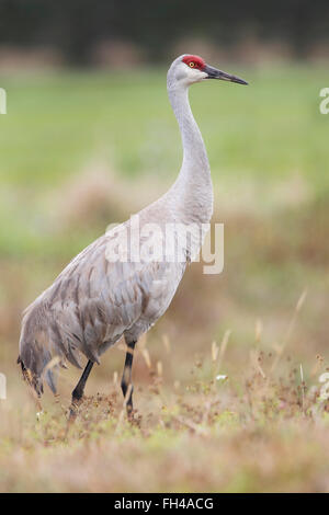 Sandhill gru (Grus canadensis) in piedi nel campo di erba, Florida, Stati Uniti d'America Foto Stock