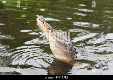 Il coccodrillo proveniente dall'acqua Foto Stock