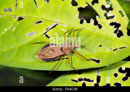 Assassin Bug, Reduviidae familiari. Su una foglia nella foresta pluviale, provincia di Pastaza, Ecuador Foto Stock