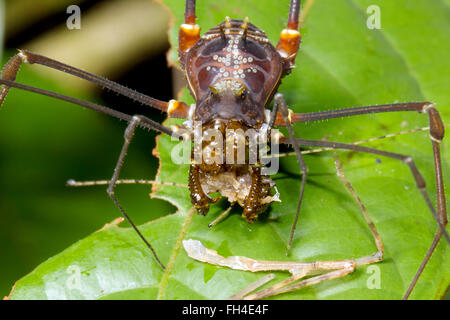 Harvestman gigante di mangiare un insetto durante la notte nella foresta pluviale, provincia di Pastaza, Ecuador. Foto Stock