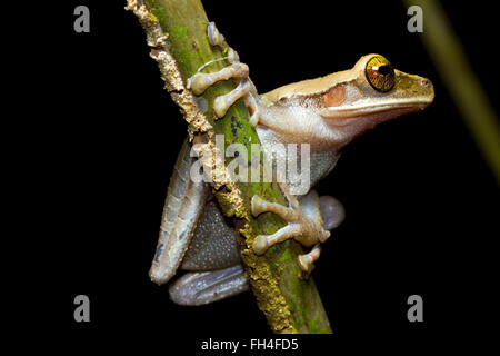 A testa piatta treefrog bromeliad (Osteocephalus planiceps) su un ramo della foresta pluviale, provincia di Pastaza, Ecuador Foto Stock