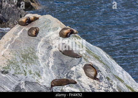 Le foche (Arctocephalus forsteri) colonia in Milford Sound, Parco Nazionale di Fiordland. Southland - Nuova Zelanda Foto Stock