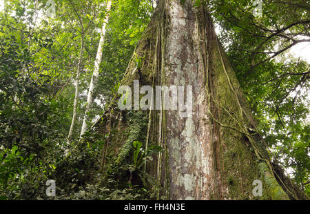 Gigantesco albero della foresta pluviale con arginato radici nella provincia di Pastaza, Ecuador Foto Stock