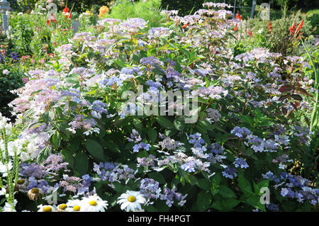 Sargent ortensie Foto Stock