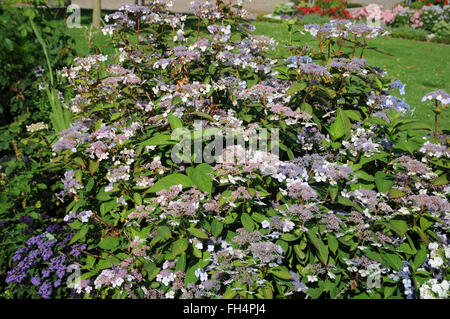 Sargent ortensie Foto Stock