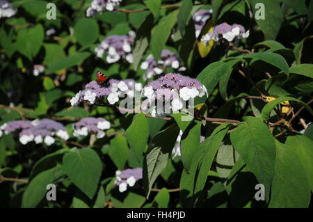 Sargent ortensie Foto Stock