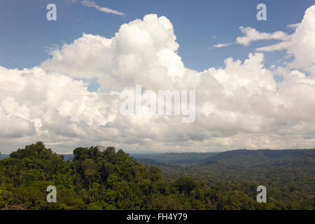 Vista su primario della foresta pluviale amazzonica nella provincia di Pastaza, Ecuador Foto Stock