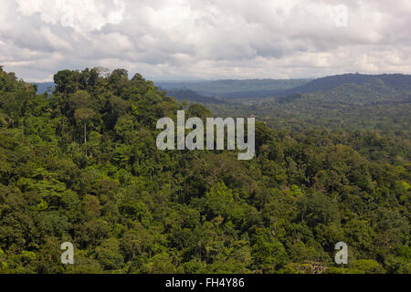 Vista su primario della foresta pluviale amazzonica nella provincia di Pastaza, Ecuador Foto Stock