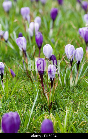 La molla di crochi crescente nella prateria. Foto Stock