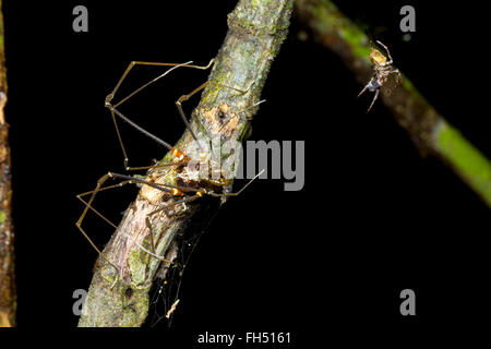 Harvestman gigante guardando un ragno nel sottobosco della foresta pluviale, provincia di Pastaza, Ecuador Foto Stock
