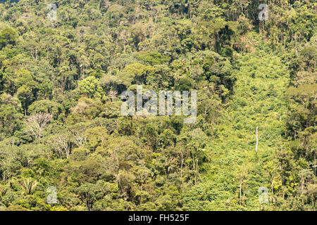 Foresta pluviale primaria nella provincia di Pastaza, Ecuador, con una striscia di rigenerazione secondaria sul sito di una vecchia frana Foto Stock